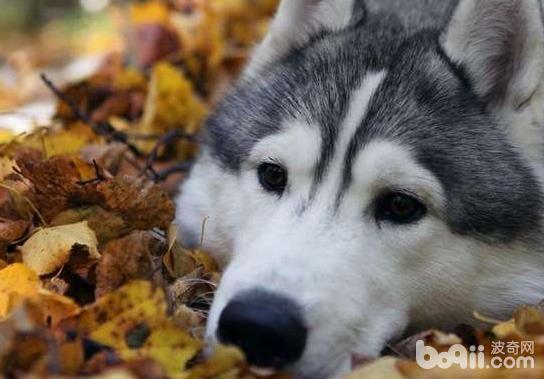 秋季养狗应该注意哪些问题？