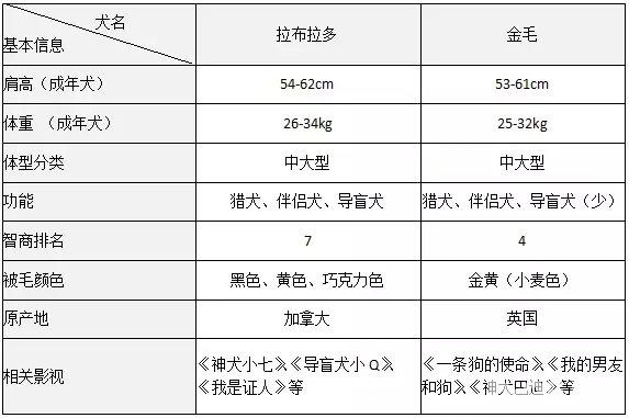 拉布拉多和金毛有什么區(qū)別，拉布拉多和金毛哪個(gè)好養(yǎng)