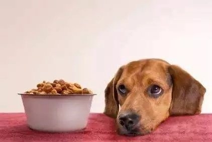 狗狗玻璃胃的原因有哪些？狗狗玻璃胃怎么治疗？