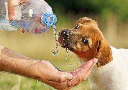 狗狗喝什么水好?狗狗喝水的注意事项
