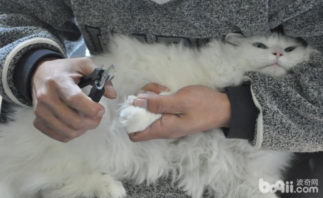 犬猫修剪指甲注意事项 犬猫修剪指甲的原因有哪些
