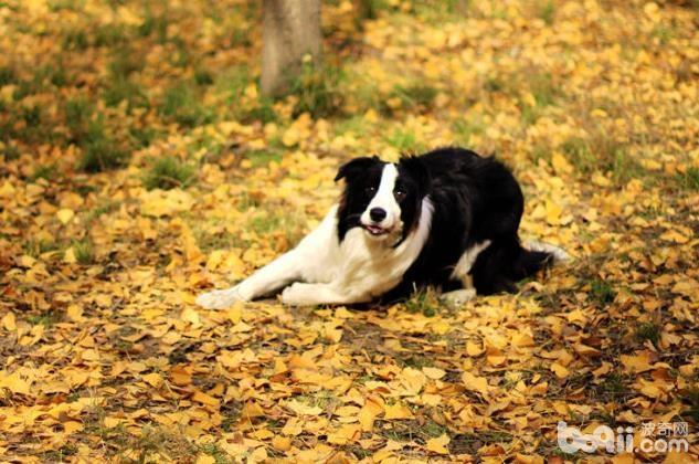 秋季养狗应该注意哪些问题？