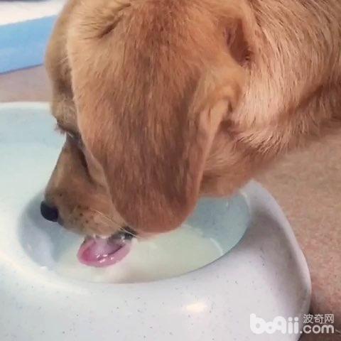 狗狗喝水问题，狗狗喝水常识你了解吗？