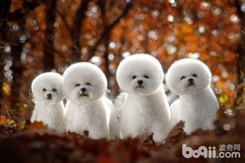 购买狗狗时需要注意的都有哪些? 购买狗狗时需要注意的都有哪些?