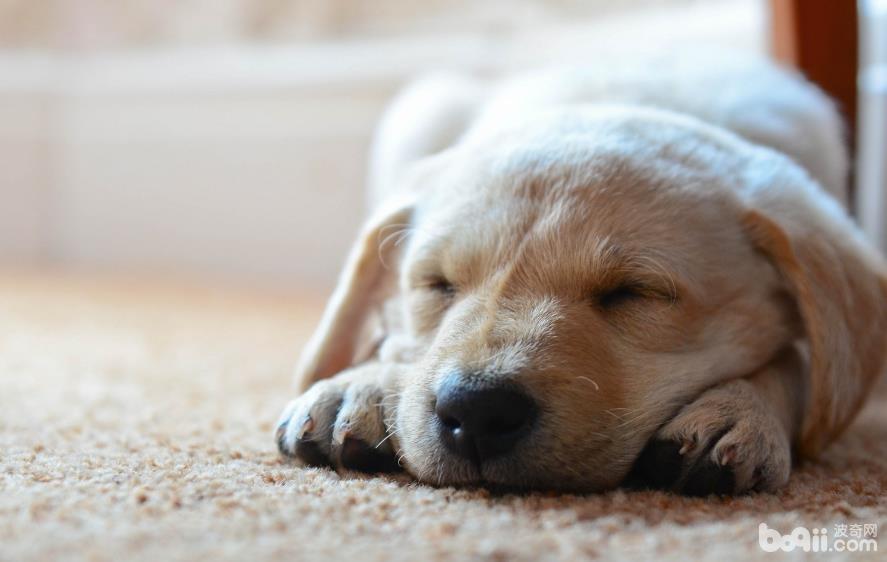 导致狗狗肠胃炎的原因有哪些,怎么预防狗狗肠