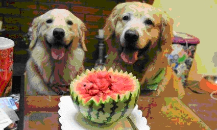 狗狗吃水果，狗狗可以吃的水果种类有哪些？