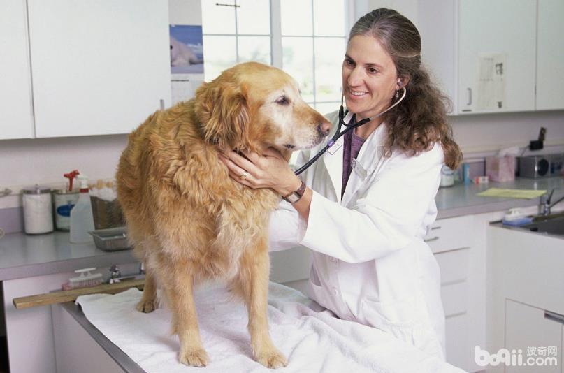 领狗狗去医院的注意事项都有什么？