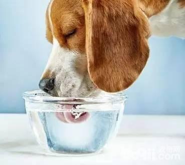 狗狗喝水问题，狗狗喝水常识你了解吗？