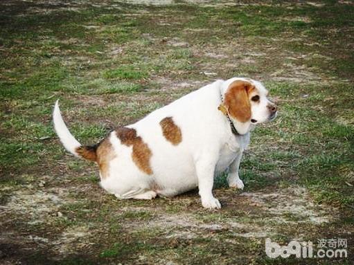 狗狗变胖，狗狗变胖的原因都有哪些？
