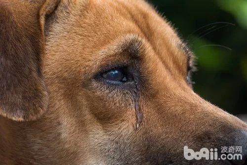 狗狗流泪的原因的原因都有哪些？