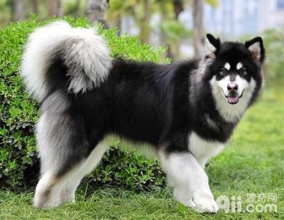 哈士奇犬与阿拉斯加雪橇犬有什么区别？