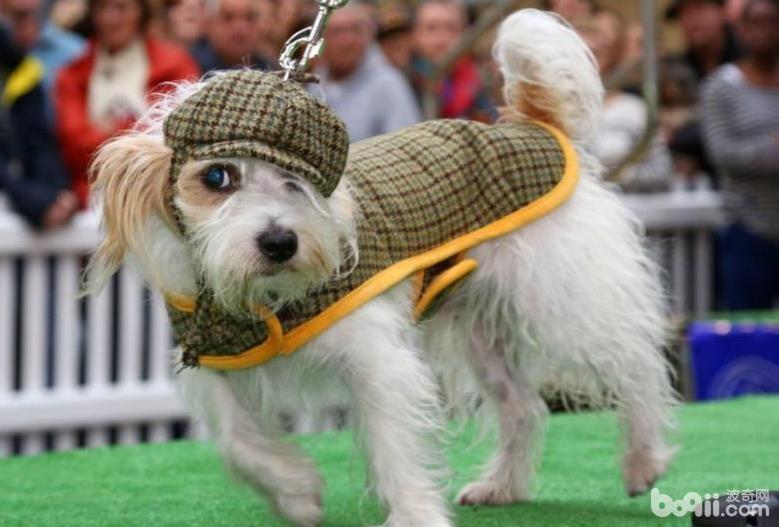 怎么樣能讓狗狗裝扮更有個性?
