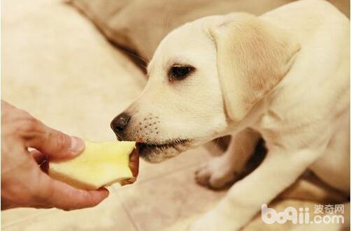 可以给狗狗吃的水果有哪些，给狗狗吃水果应该注意什么