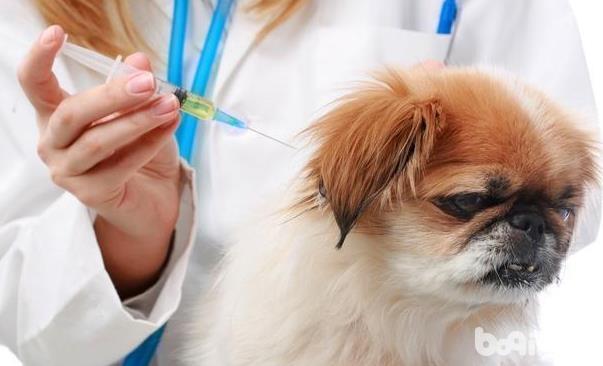 導致狗狗接種疫苗失敗的因素都有哪些？