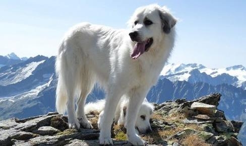 狗狗爬山前需要注意的事情都有哪些？