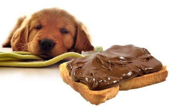 狗狗可以吃巧克力吗？