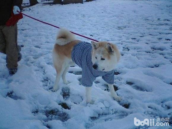 冬天怎么遛狗？冬天遛狗怎么保护狗狗爪子？