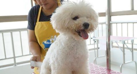 狗狗毛发怎么保养 狗狗毛发保养的方法有哪些 狗狗毛发怎么保养 狗狗毛发保养的方法有哪些