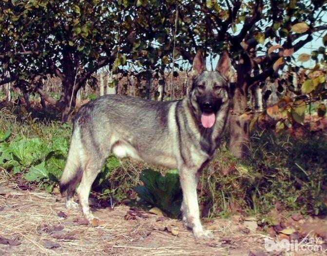 警犬品种有哪些?国内警犬品种介绍 警犬品种有哪些?国内警犬品种介绍