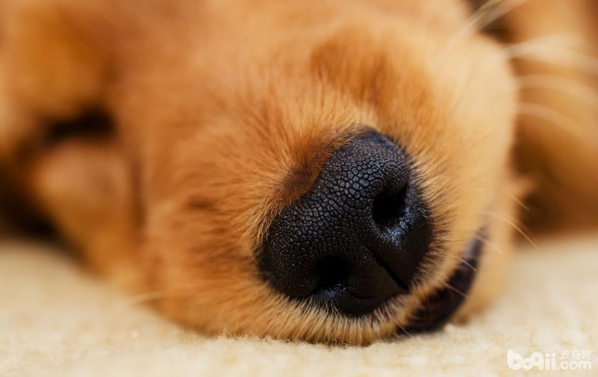 为什么狗狗的味觉没有嗅觉灵敏？