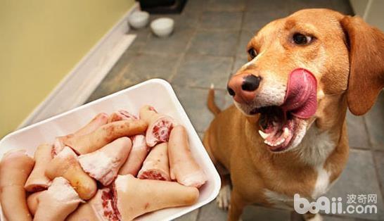 不同时期的狗狗都应该如何喂养？