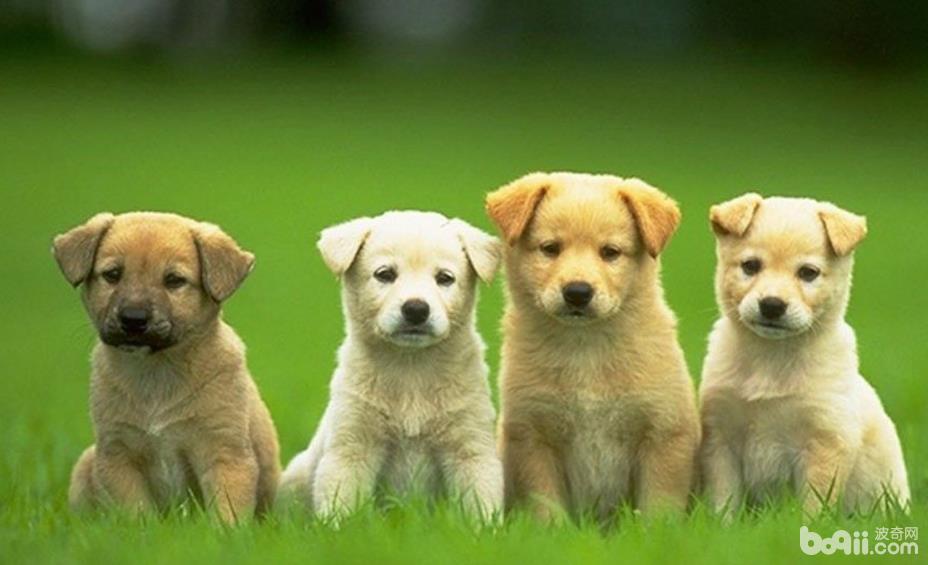 购买狗狗时需要注意的都有哪些? 购买狗狗时需要注意的都有哪些?