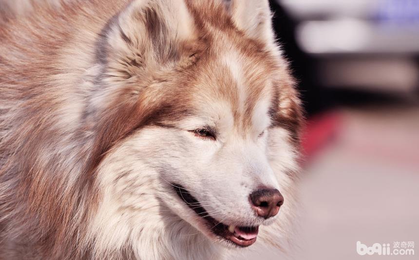 狗狗夏季咬人最常见的四个原因