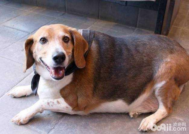 狗狗太胖怎么办 狗狗怎么能瘦下来