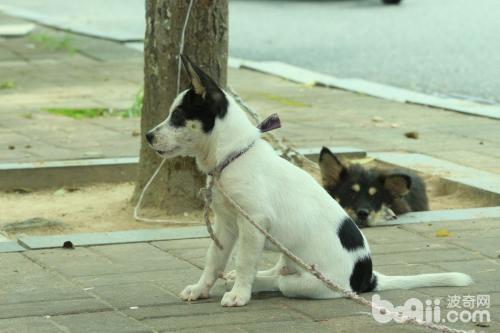 狗狗中暑了怎么办？狗狗中暑的治疗方法