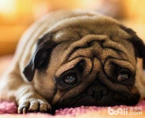 狗狗流泪的原因的原因都有哪些？
