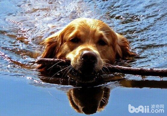 狗狗游泳的注意事项都有哪些？