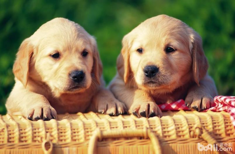 购买狗狗时需要注意的都有哪些? 购买狗狗时需要注意的都有哪些?