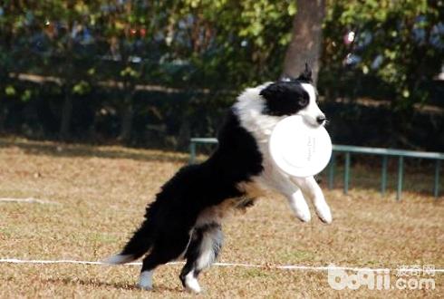 狗狗接飞碟怎么训练 狗狗接飞碟训练技巧