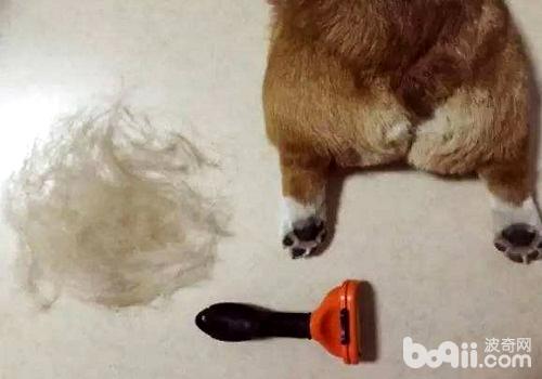 狗狗一直掉毛的原因，为什么狗狗一直掉毛？