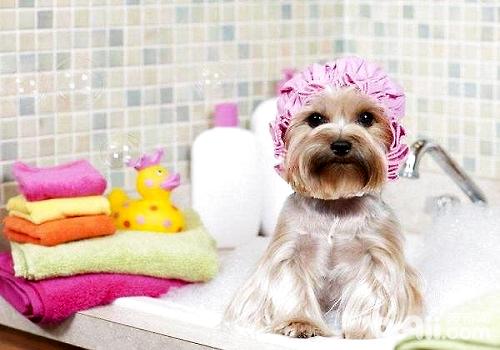 狗狗不适合洗澡的情况都有哪些