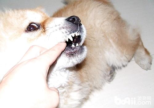 幼犬换牙期间应该怎么护理？