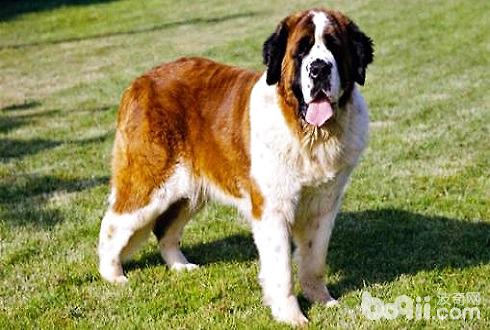 大型犬排名 世界五大大型犬你见过那种？