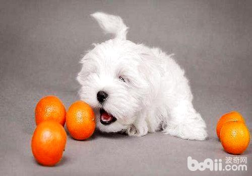 给狗狗吃水果的注意事项都有哪些?