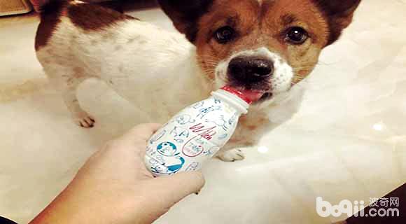 狗狗喝酸奶，狗狗喝酸奶会有什么后果？