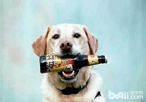 狗狗喝啤酒，狗狗喝啤酒会造成什么后果？