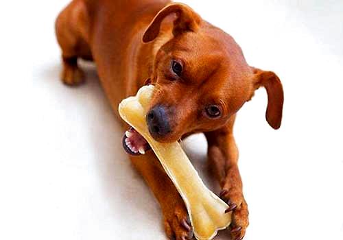 狗狗吃骨头被卡住，狗狗吃骨头被卡住应该如何处理