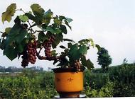 家庭葡萄種植技術方法介紹
