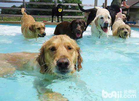 狗狗游泳时的注意事项都有哪些？