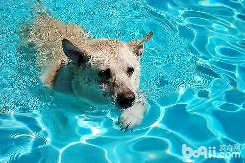 狗狗游泳时的注意事项都有哪些？