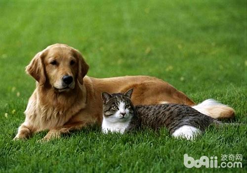 怎么样可以让猫咪和狗狗和谐相处？