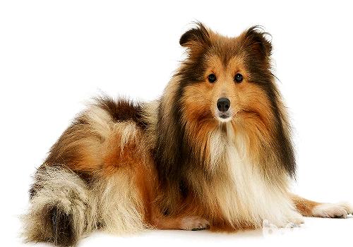 常见的长毛大型犬都有哪些品种|狗狗品种-波奇网百科大全
