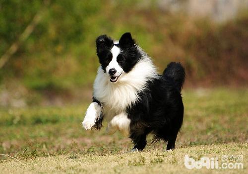 常见的长毛大型犬都有哪些品种?