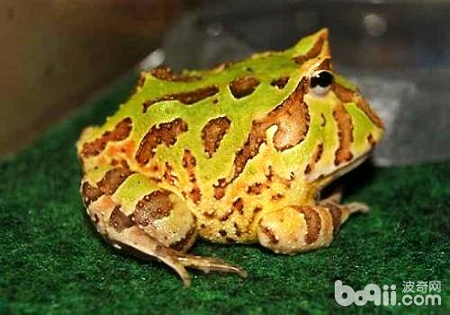 角蛙寿命多久 角蛙寿命 小宠品种 波奇网百科大全