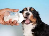 幼犬可以喝牛奶吗？