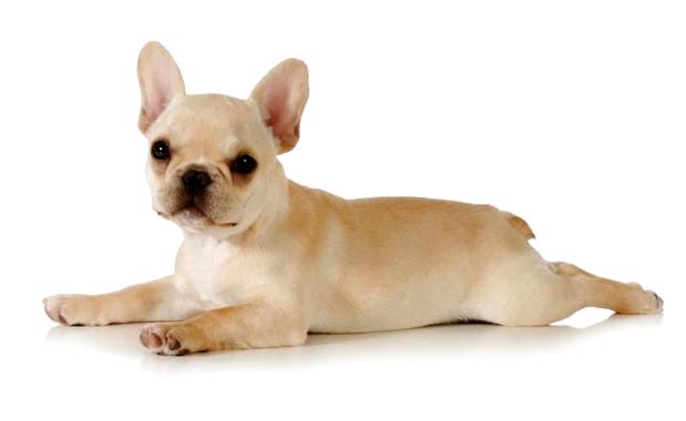 timg (7).jpg timg (7).jpg